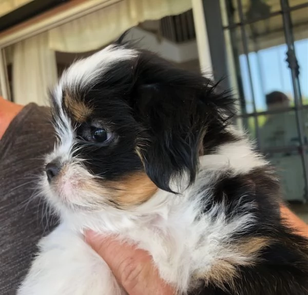 MERAVIGLIOSI CUCCIOLI DI PICCOLA TAGLIA LHASA APSO  IL PICCOLO LEONE TIBETANO | Foto 0