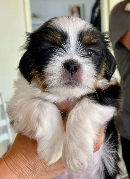 CUCCIOLO MASCHIO  DI PICCOLA TAGLIA LHASA APSO