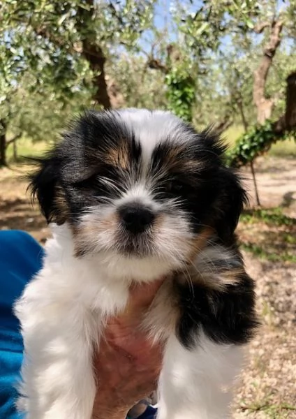 CUCCIOLO MASCHIO  DI PICCOLA TAGLIA LHASA APSO | Foto 4