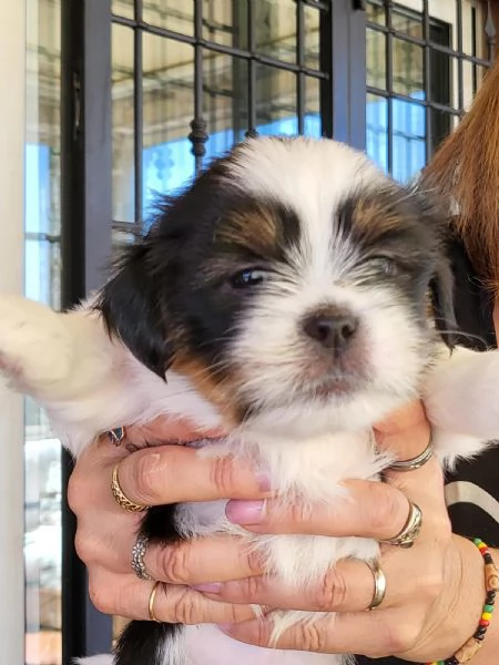 CUCCIOLO MASCHIO  DI PICCOLA TAGLIA LHASA APSO | Foto 3