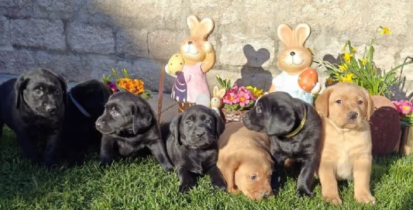 Cuccioli di Labrador disponibili in diversi colori | Foto 6