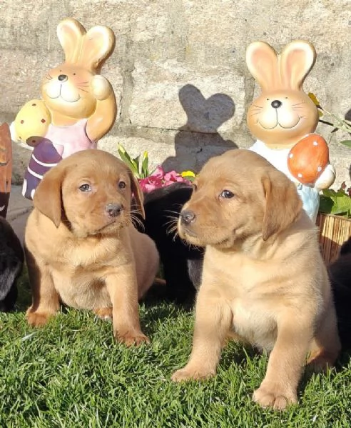 Cuccioli di Labrador disponibili in diversi colori | Foto 5