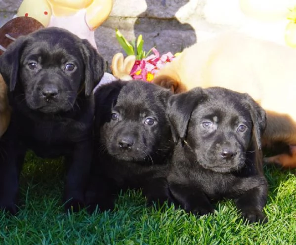 Cuccioli di Labrador disponibili in diversi colori | Foto 0