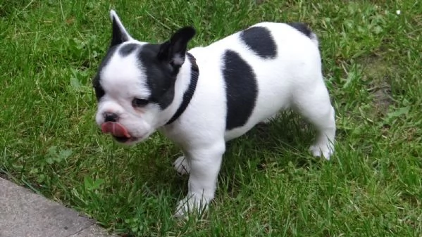 Regalo cucciolo REGALO BULLDOG INGLESE | Foto 1