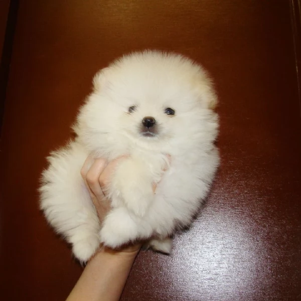 Splendido Pomerania | Foto 3