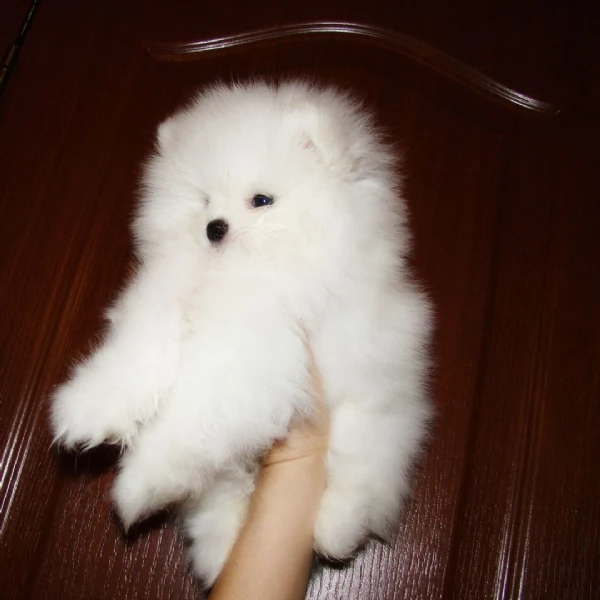 Splendido Pomerania | Foto 2