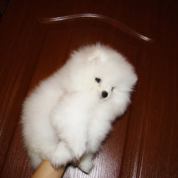 Splendido Pomerania | Foto 1