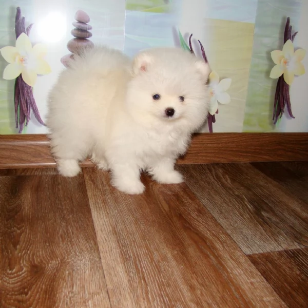 Splendido Pomerania