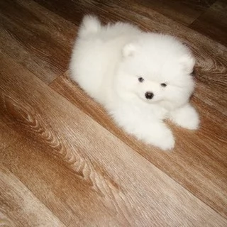 Splendido Pomerania | Foto 2