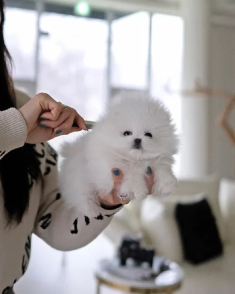 Splendido Pomerania | Foto 0