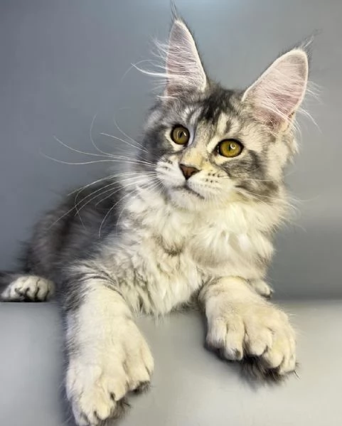 Gatto Maine Coon in adozione