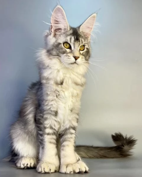 Gatto Maine Coon in adozione | Foto 0