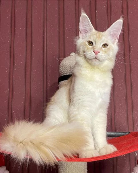 Gatto Maine Coon in adozione
