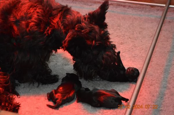 schnauzer nani neri | Foto 3