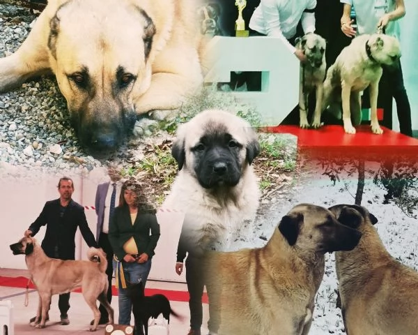 Cuccioli KANGAL con PEDIGREE 