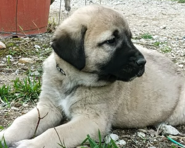 Cuccioli KANGAL con PEDIGREE  | Foto 3