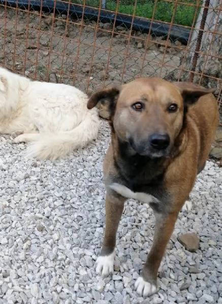 tessa giovane cagnolona in adozione 