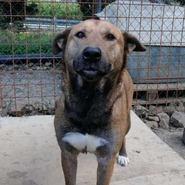 tessa giovane cagnolona in adozione  | Foto 2