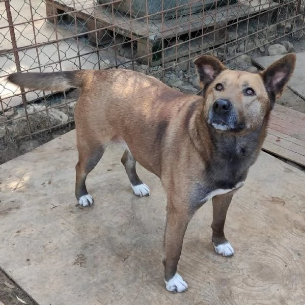 tessa giovane cagnolona in adozione  | Foto 1