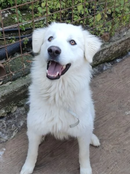 bella cagnolona adulta in cerca di casa 