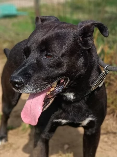 Boris pitbull di sei anni in cerca di casa  | Foto 2