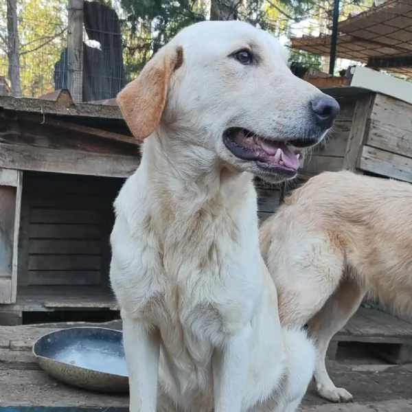 Ciko cucciolone di un anno  | Foto 0