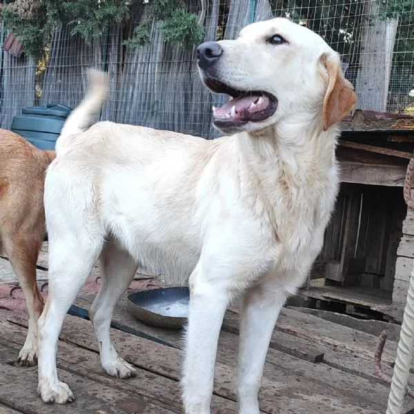 Ciko cucciolone di un anno 