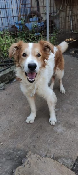 Leo un cane simpaticissimo in cerca di casa  | Foto 6