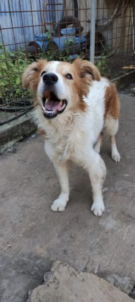 Leo un cane simpaticissimo in cerca di casa  | Foto 3