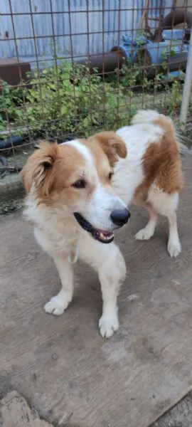 Leo un cane simpaticissimo in cerca di casa  | Foto 2