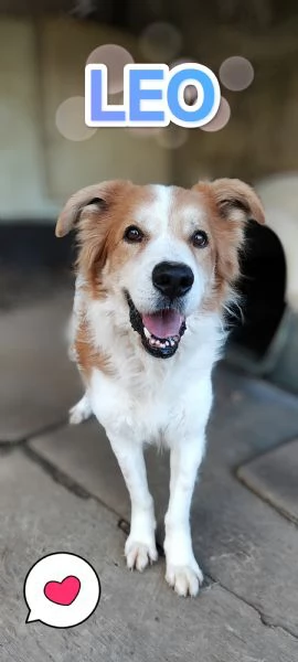 Leo un cane simpaticissimo in cerca di casa 