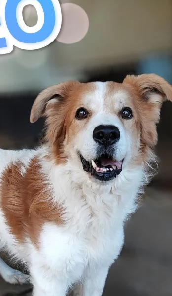 Leo un cane simpaticissimo in cerca di casa  | Foto 0