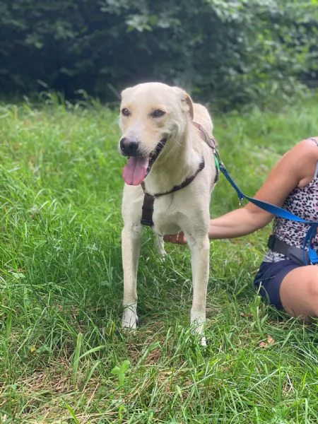 Diana labrador di 3 anni e mezzo  | Foto 2