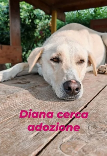Diana labrador di 3 anni e mezzo  | Foto 0