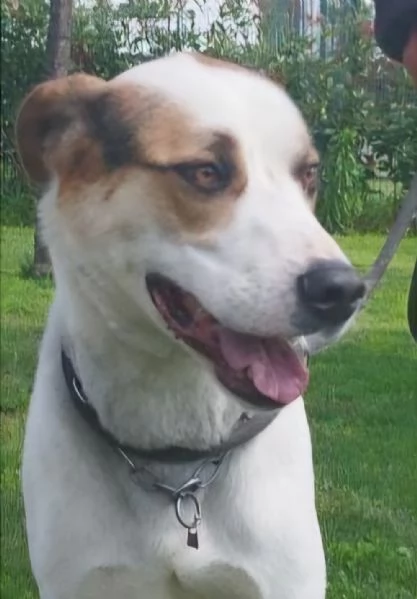 Ciccio un cane dinamico in cerca di casa  | Foto 4