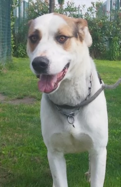 Ciccio un cane dinamico in cerca di casa  | Foto 3