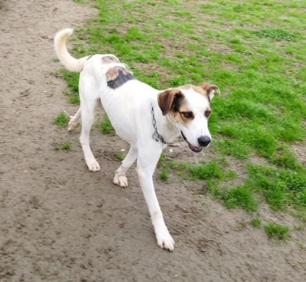 Ciccio un cane dinamico in cerca di casa  | Foto 2