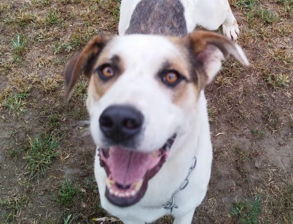 Ciccio un cane dinamico in cerca di casa  | Foto 1