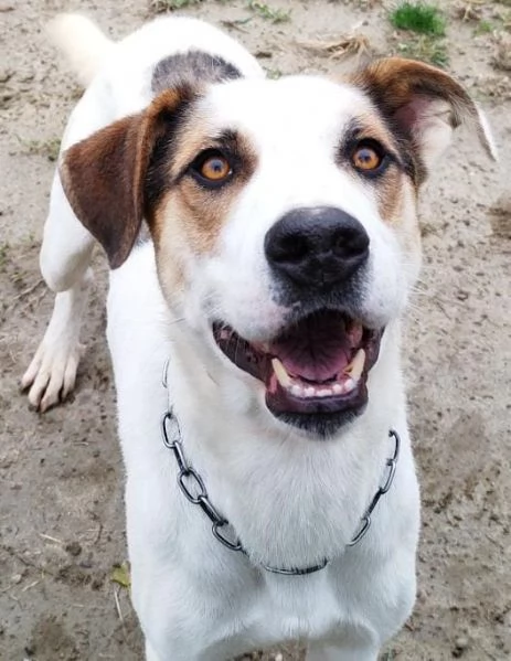 Ciccio un cane dinamico in cerca di casa 