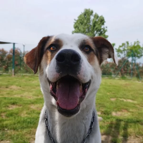 Ciccio un cane dinamico in cerca di casa  | Foto 0