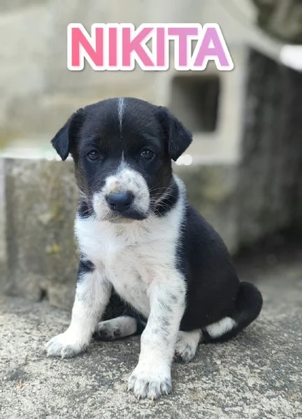 Nikita adozione del cuore cucciola di 60 giorni  | Foto 5