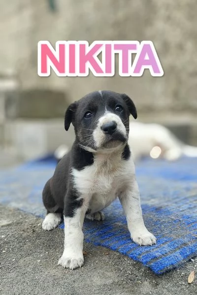 Nikita adozione del cuore cucciola di 60 giorni 