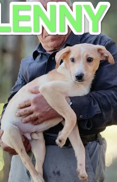 Lenny cucciolo di 7 mesi  | Foto 2
