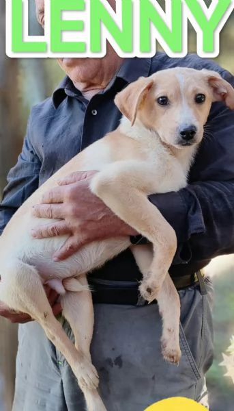 Lenny cucciolo di 7 mesi  | Foto 1
