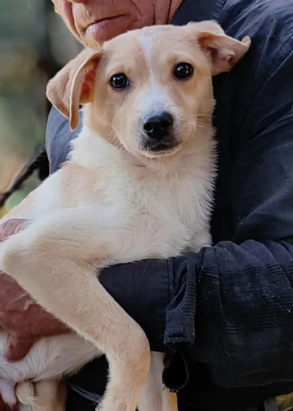 Lenny cucciolo di 7 mesi  | Foto 0
