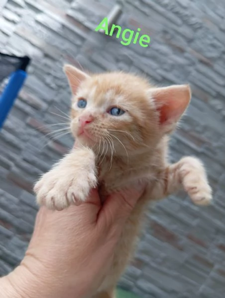 Gattini dai due mesi in adozione  | Foto 4