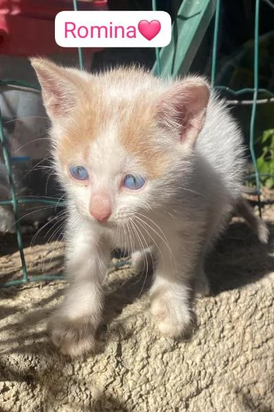 Gattini dai due mesi in adozione  | Foto 3