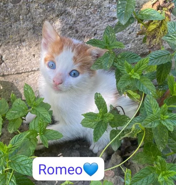Gattini dai due mesi in adozione 