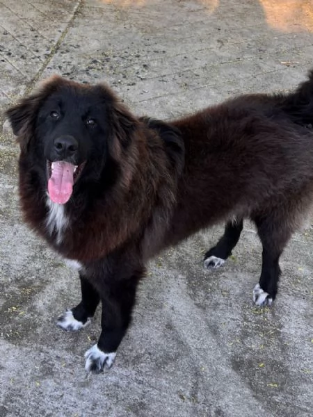 Tax gigante buono cerca casa  | Foto 1