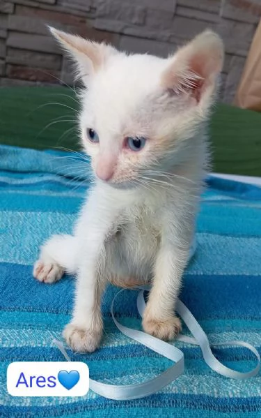 Ares gattino di due mesi in adozione  | Foto 5